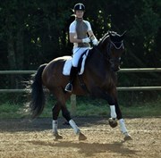 Hest til salg - CATO S