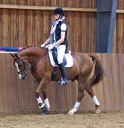 Hest til salg - OSCAR