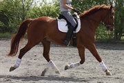 Hest til salg - TABASCO MEISTER