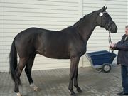 Hest til salg - DA VINCI AF RYTTERGAARDEN