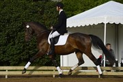 Hest til salg - BEAUTY A TEGLGÅRD