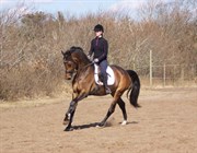 Hest til salg - BIRKHOLMS RONJA