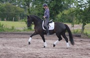 Hest til salg - SUNSHINE FRA GRANLY