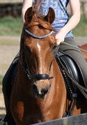 Hest til salg - SUPER STAR