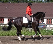 Hest til salg - NEWTON-RÆVDAL