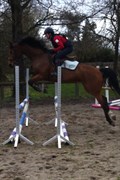 Hest til salg - C-INROY L.