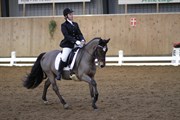 Hest til salg - LUNDEMARKSGÅRDS TRIUMPH