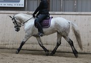 Hest til salg - HEGNSLY'S CARLOTTA