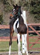 Hest til salg - CRAZY'S MONARCH