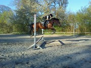 Hest til salg - Florian