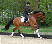 Hest til salg - PARINO MACAL