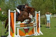 Hest til salg - MOLINA VESTERLUND