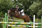 Hest til salg - CONCORD B