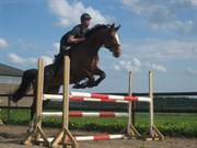 Hest til salg - BIRKMOSEGÅRDS LANCELOT