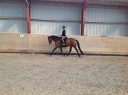 Hest til salg - Gibson