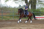 Hest til salg - MISS ZAKIA ROW