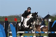 Hest til salg - SISSI.DK TENTO