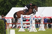 Hest til salg - LIFESTIJLE