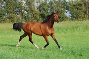 Hest til salg - MIDT-WEST BAILEY