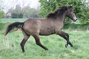 Hest til salg - CARLA