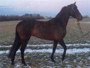 Hest til salg - Quella