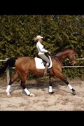 Hest til salg - AVALON