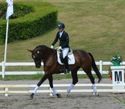 Hest til salg - GEDEVASEGAARDS ALFI