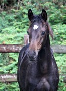 Hest til salg - Gørklintgårds Divino