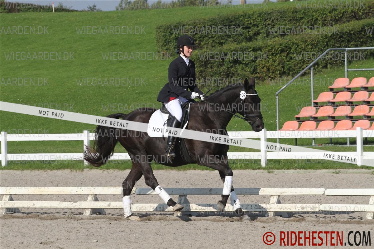 Kob Af Billeder Ridehesten Com A<(<> /'if sa^a,tabstl p wiftaa» rsiat. kob af billeder ridehesten com