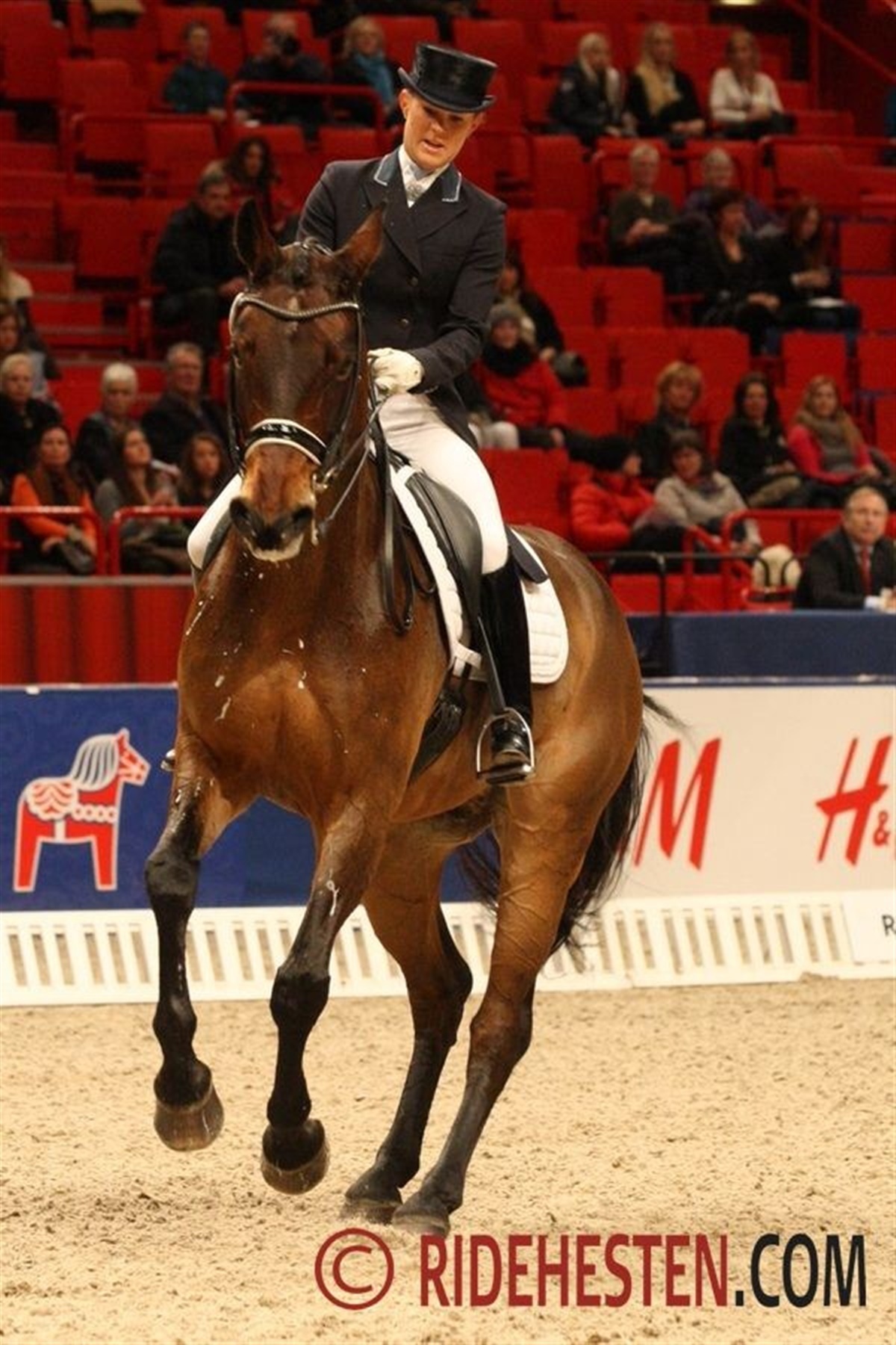 Dressur fra Stockholm Horse Show