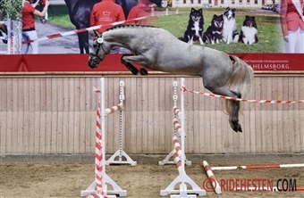 Godt gensyn med springhingstene