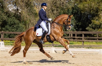 Sergios succes med DV-heste forts&aelig;tter