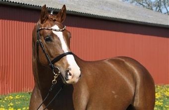 – Device er en labrador skjult i en hestekrop