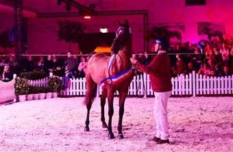 Diarado far til holstenerfl&oslash;jen