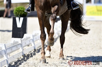 Bed&oslash;mmelse af gangarter og fremtidens dressurhest