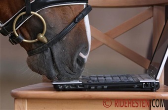 Kan AI give bedre fodring og sundere heste?