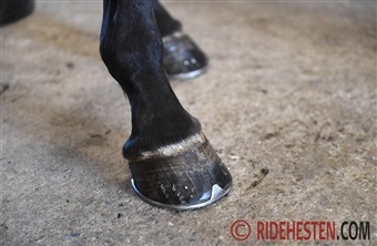 Fagdag om uens forhove og skoning