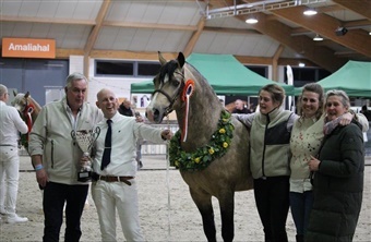 Danskavlet welsh-pony vinder k&aring;ring