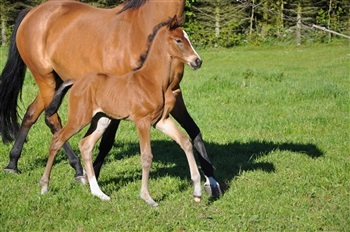 Abildgårds Santobello