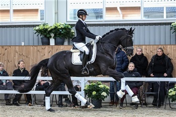 Åbent hus HP Horses