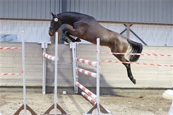 DV Forbesigtigelse Mundberg Horses