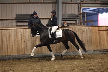 DV Ekstra Materialprøve for Hingste