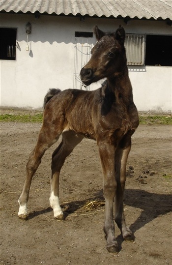 bjerregårds Speedy Boy