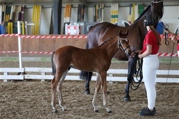 DV Springdag region 1 og region 2 Riders Cup