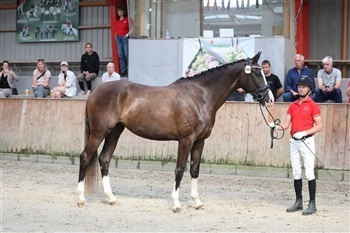 DV Sadelkåring dressur region 1 Hillerød Sportsrideklub