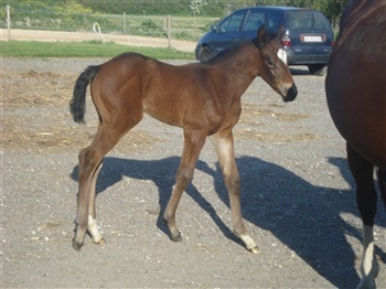 Lundebakkegård Zantina