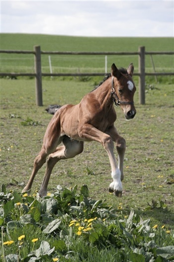 Engvanggårds Miss Belli`six