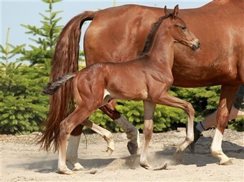 Springborgs Archibald DWB