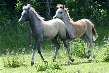 Greenhills Santa Feé