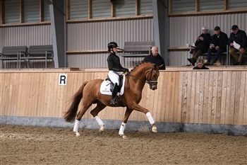 DV Materialprøve for hingste